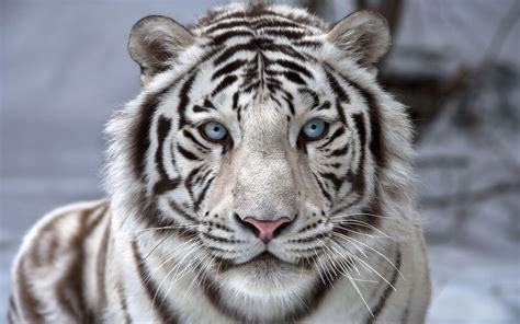 white tiger images hd|beautiful white tiger wallpaper.